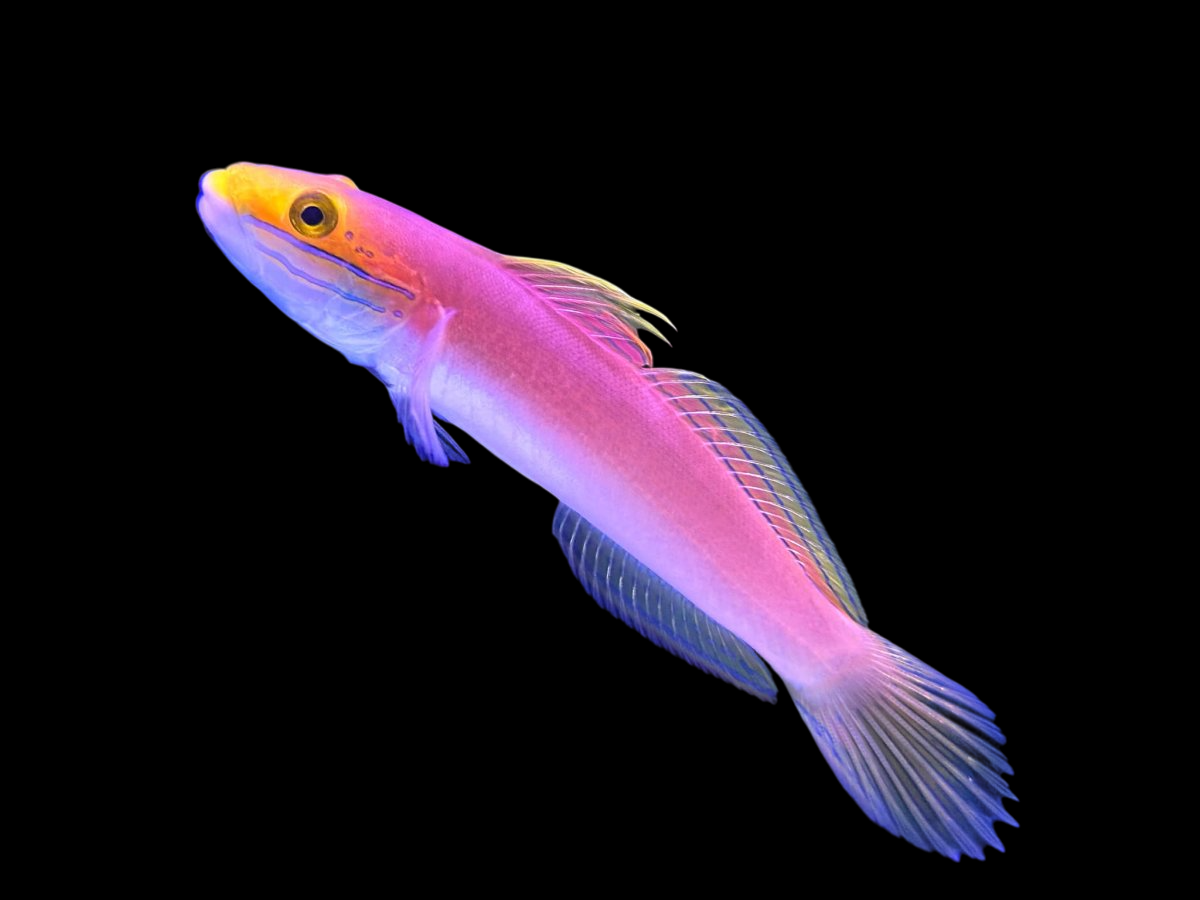 Bella Goby