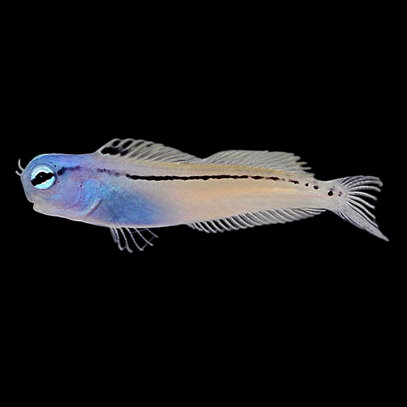 Mimic Blenny