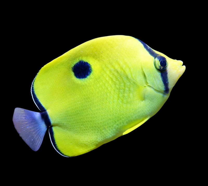 Yellow Teardrop Butterflyfish