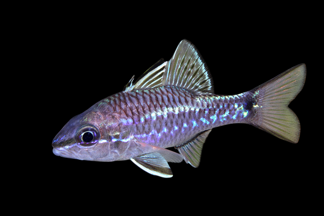 Meteor Cardinalfish