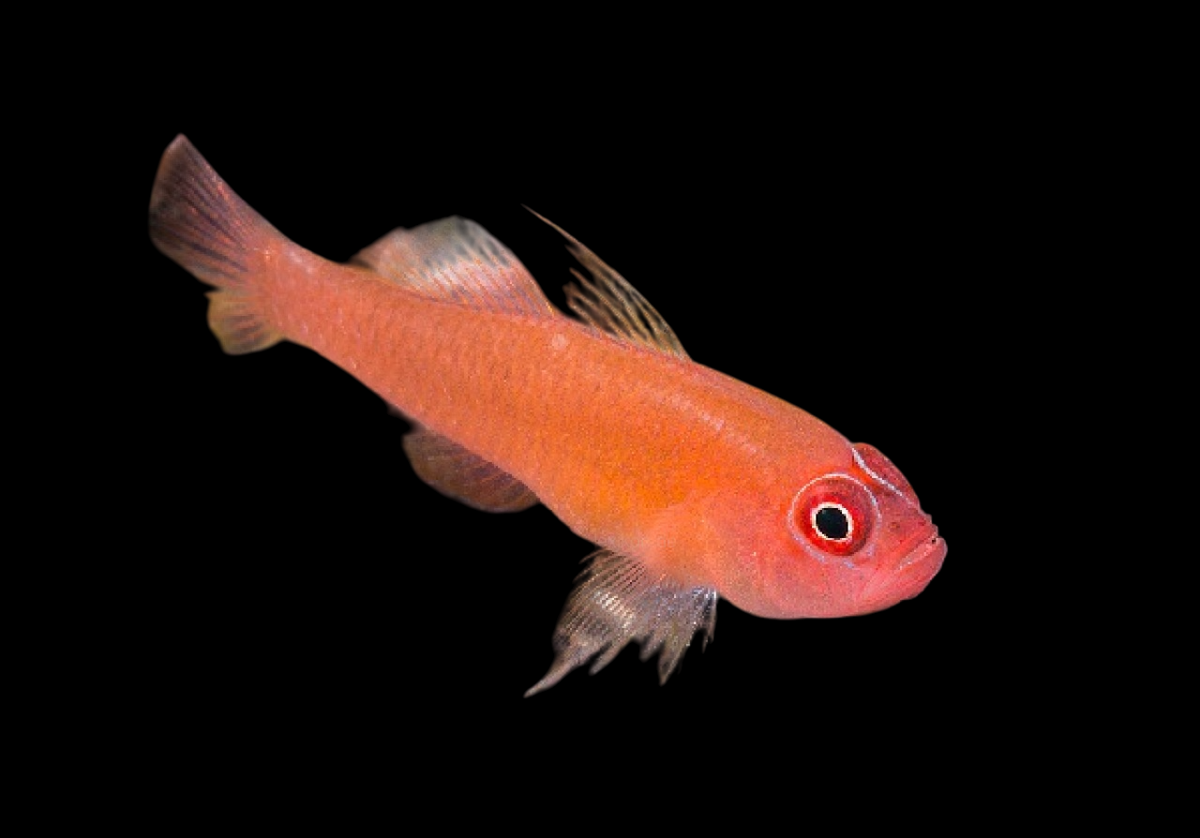 Pygmy, Ring-Eye