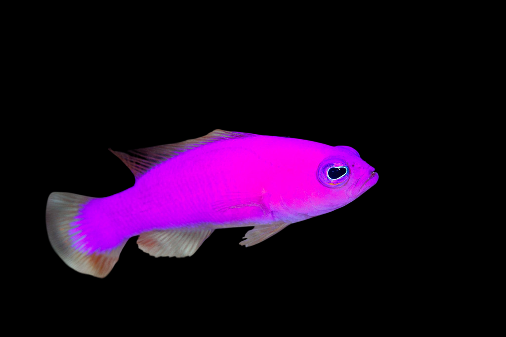 Magenta Dottyback