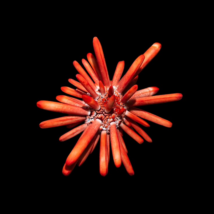 Slate Pencil Urchin