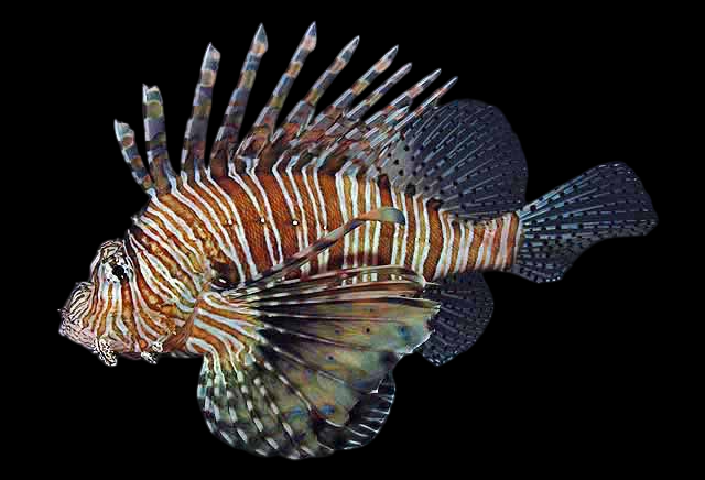 Colored Volitan Lionfish
