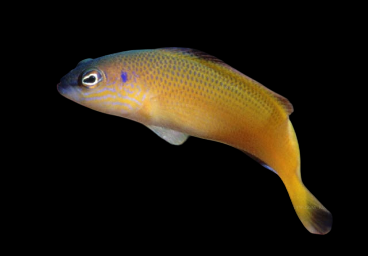 Stripe-Tailed Dottyback