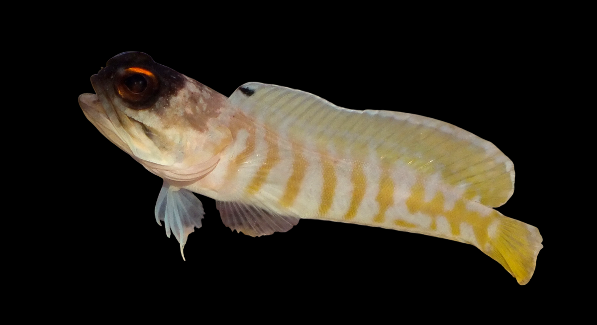Black Cap Jawfish