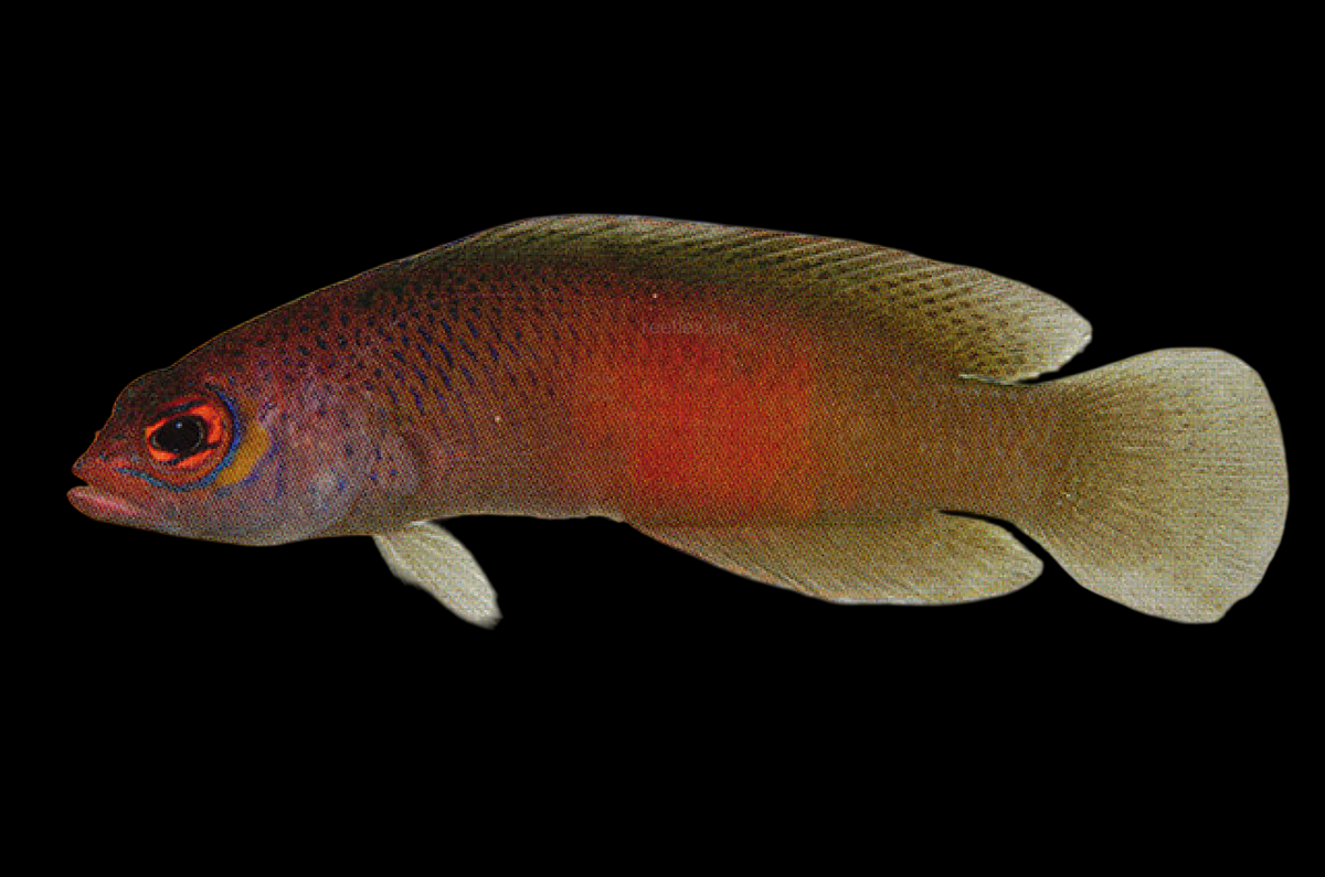Checkered Dottyback