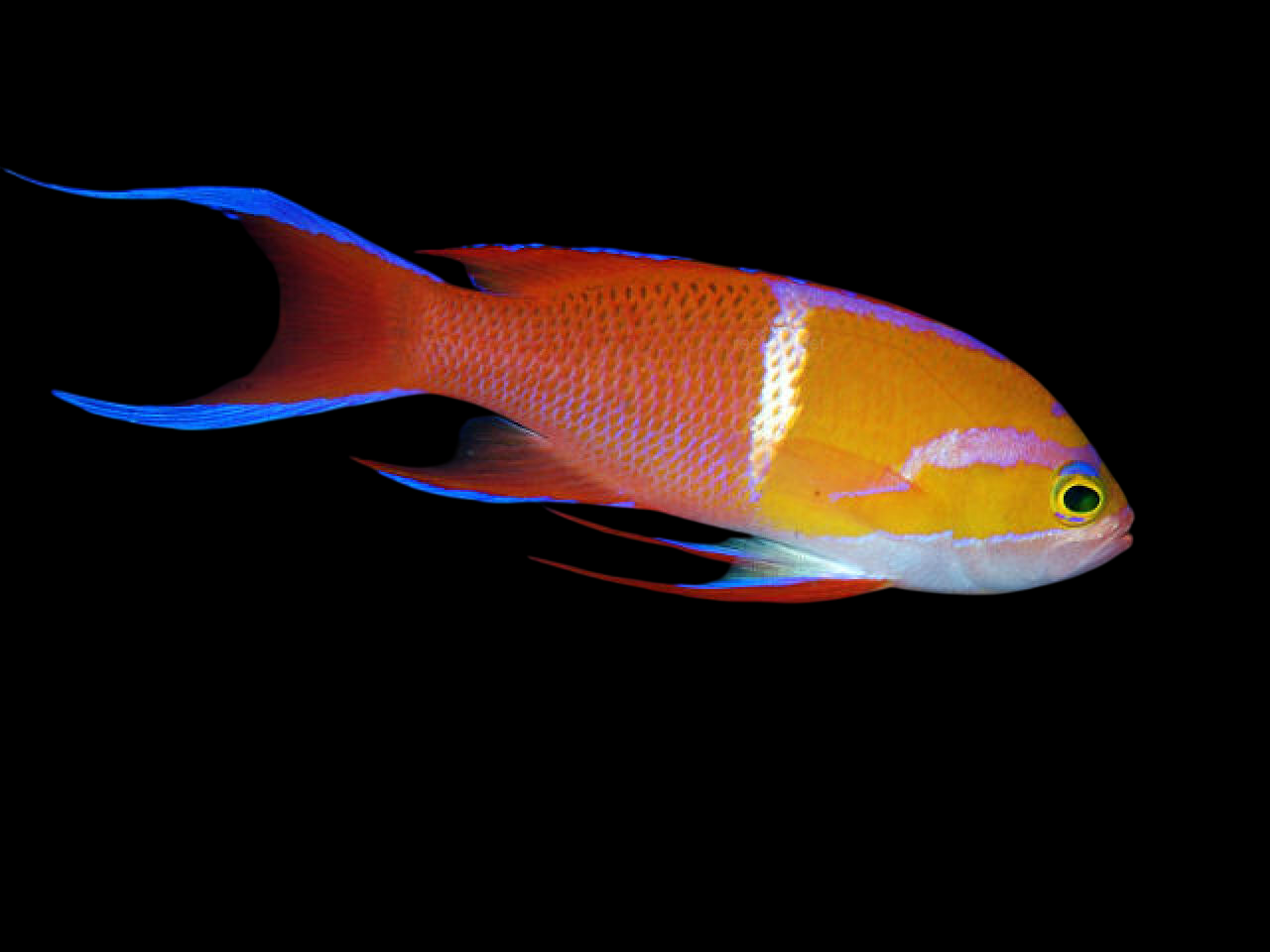 White Bar Anthias