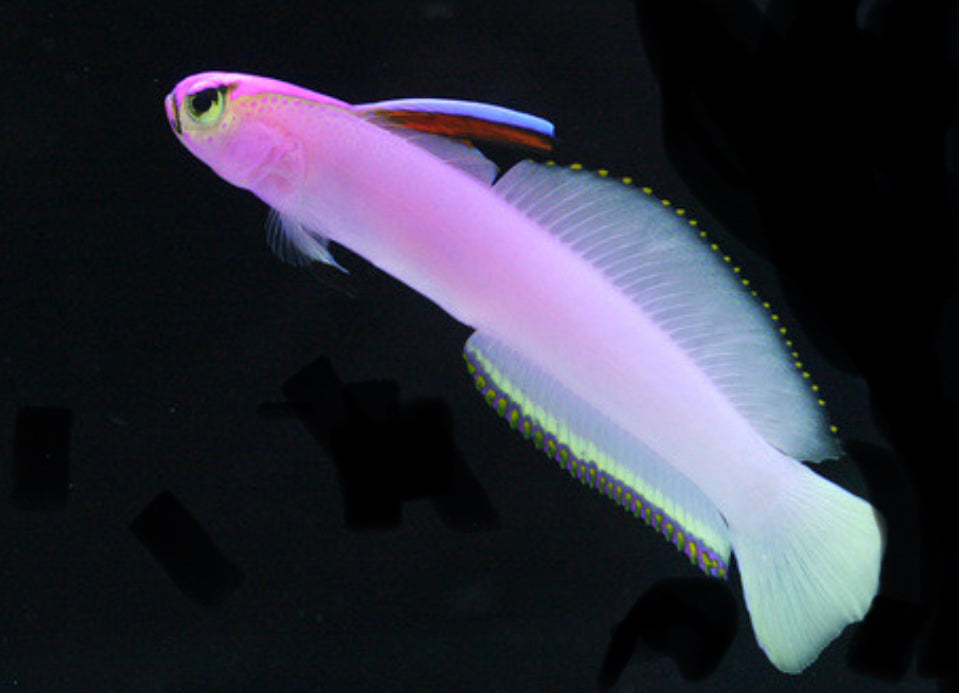 Deepwater Helfrichi Firefish
