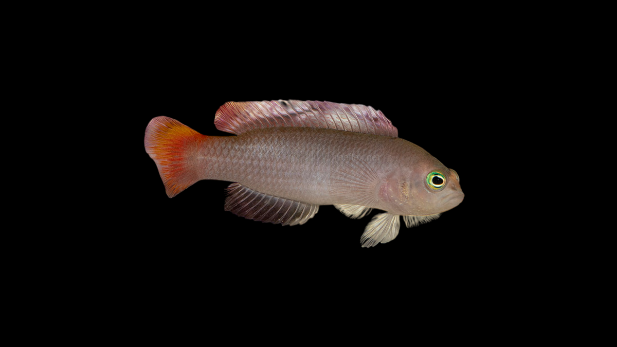 Yellow Breasted Dottyback