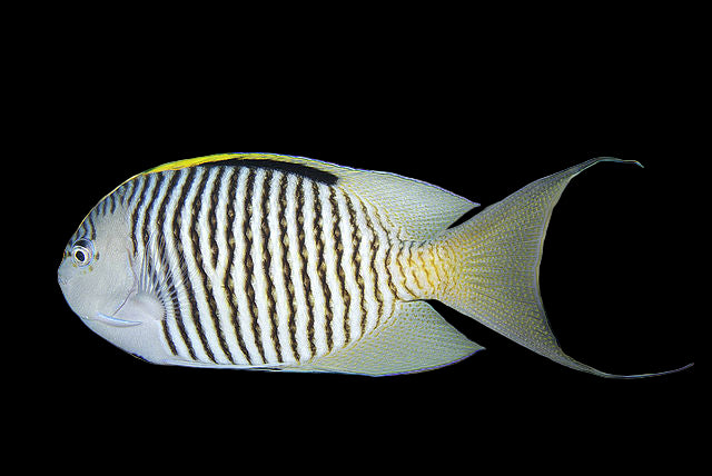 Genicanthus_caudovittatus_male