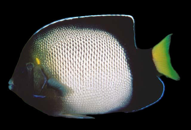 Yellow-ear Angelfish