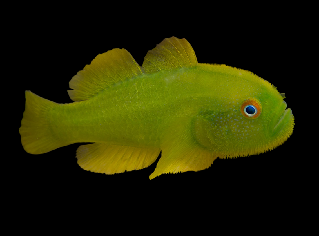Emerald Coral Goby