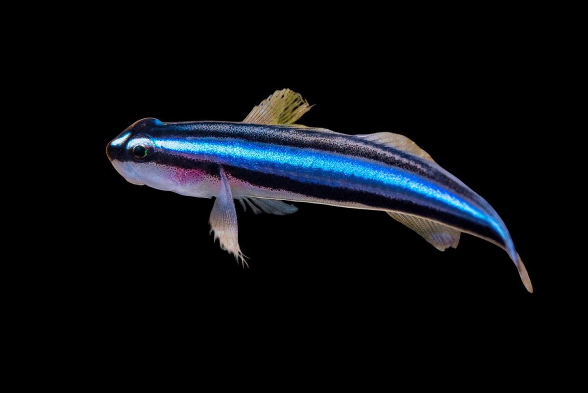Barsnout Goby