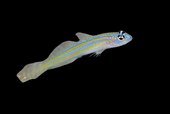 Yellow Lined Shrimp Goby