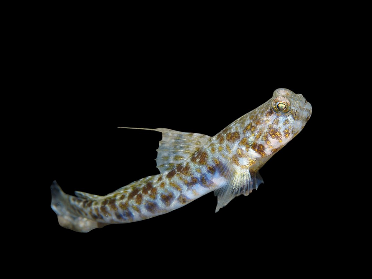 Orangespotted Goby