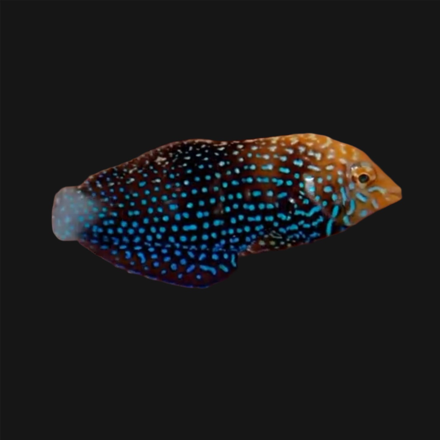 BLUE SPOTTED LEOPARD WRASSE - 2.5 INCHES