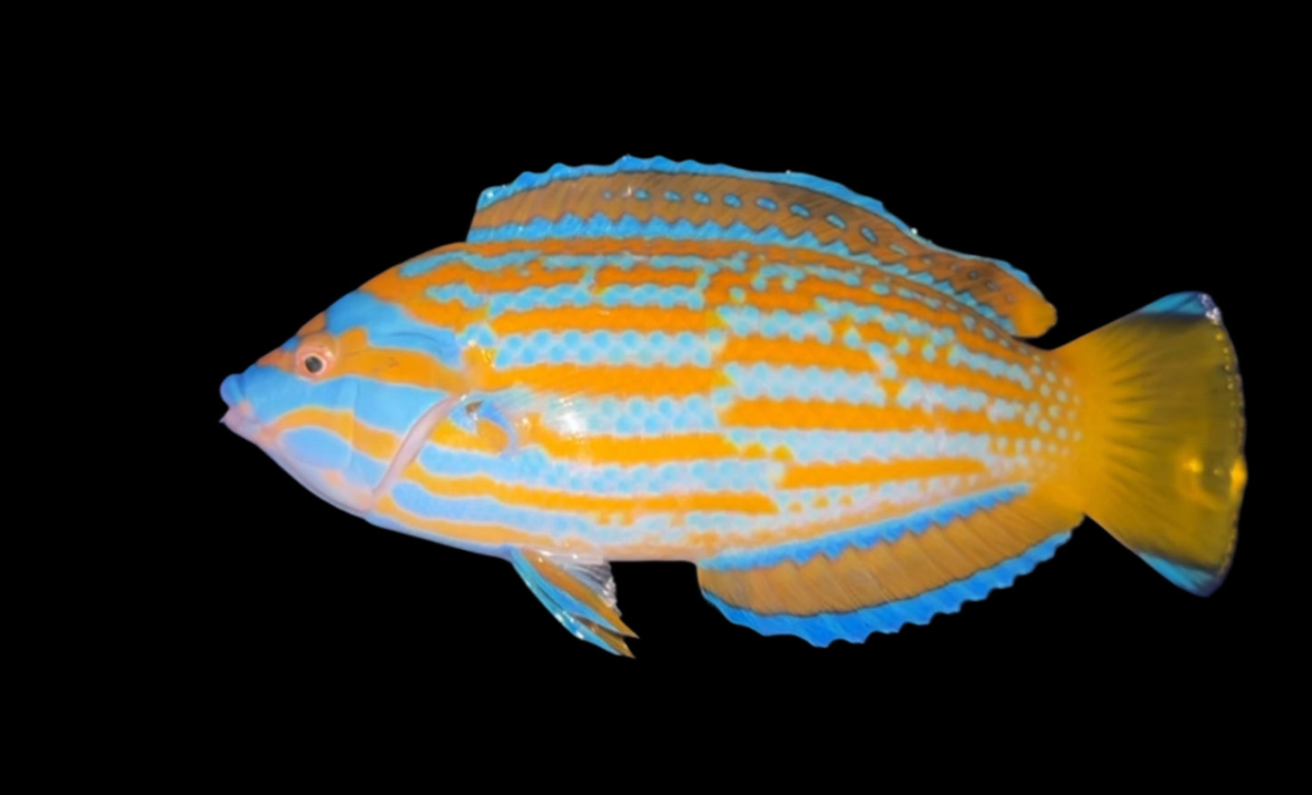 LENARDI WRASSE - SUPER MALE - 7 INCHES
