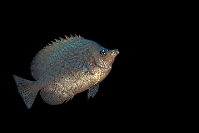 Thompson's Butterflyfish