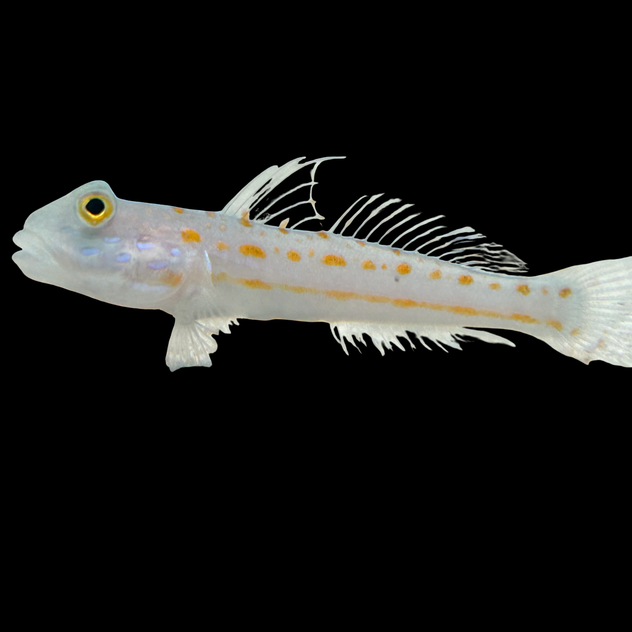Diamond Watchman Goby
