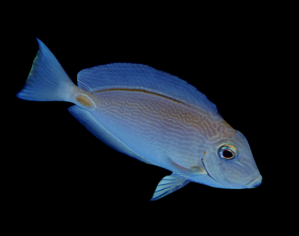 Monrovia Doctorfish Tang