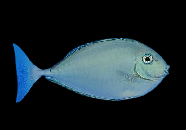 Sleek Unicorn Tang