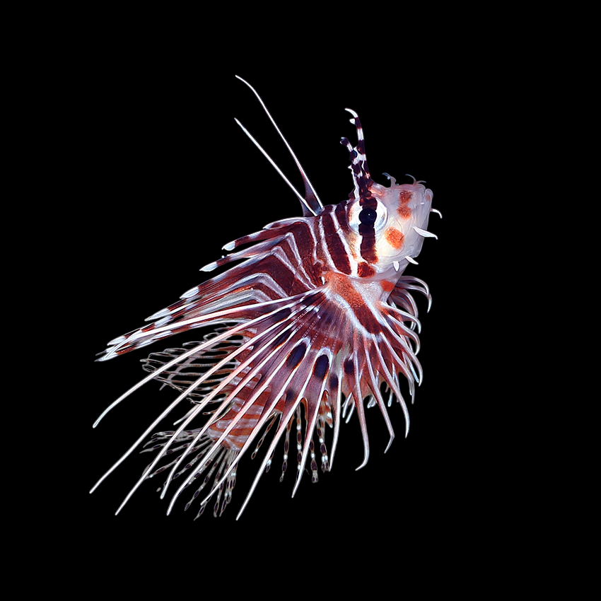 Spotfin Antennata Lionfish