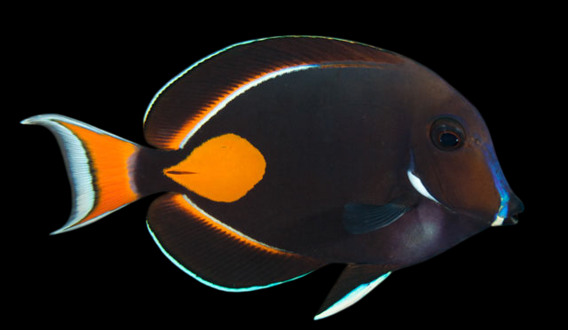 Achilles Tang