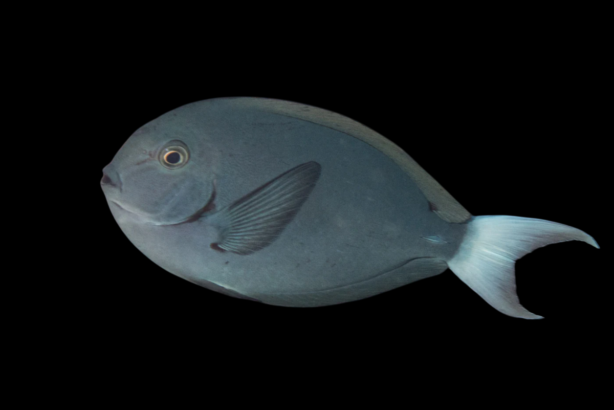Thompson's Tang