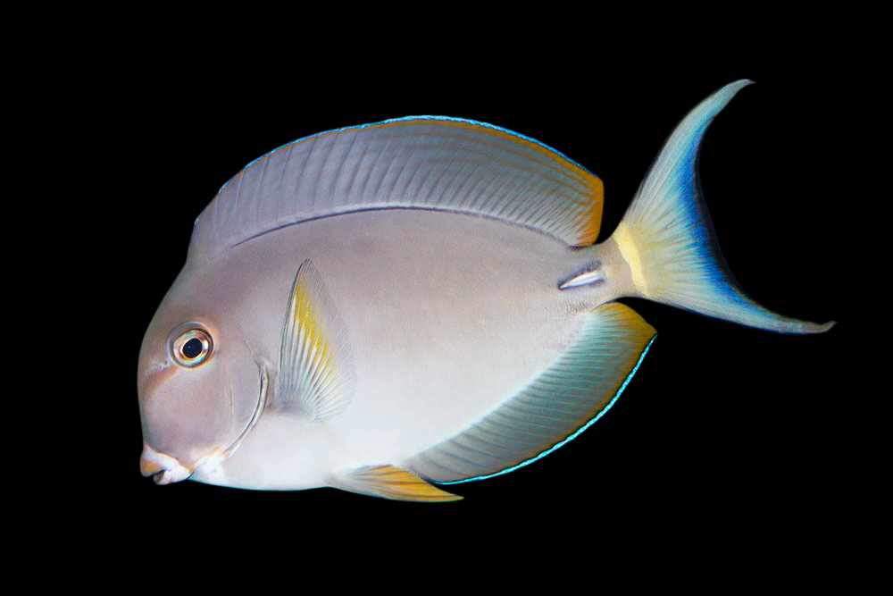 Pale Lipped Tang
