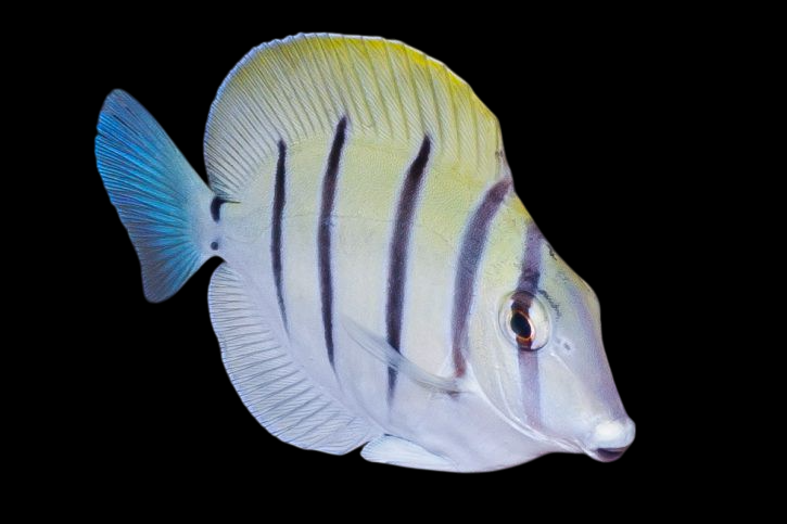 Convict Tang