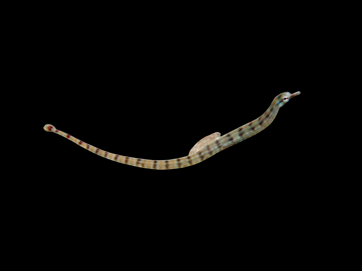 Network Pipefish