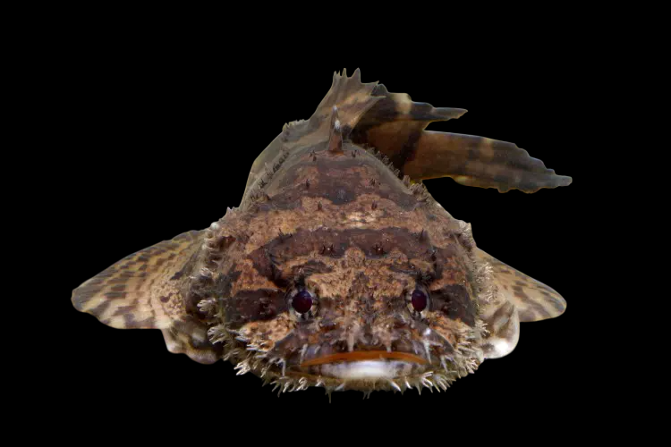 Grunting Toadfish