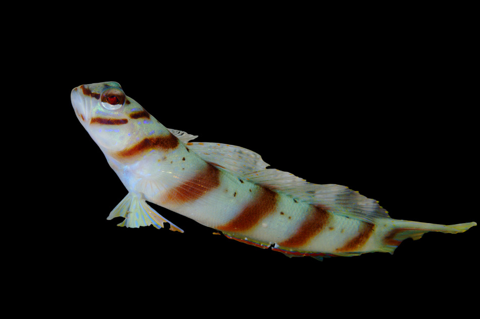 Slantbar Goby