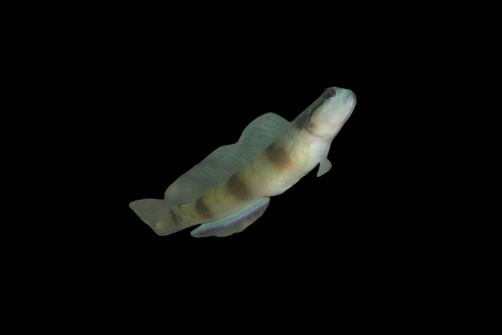 Masked Shrimp Goby
