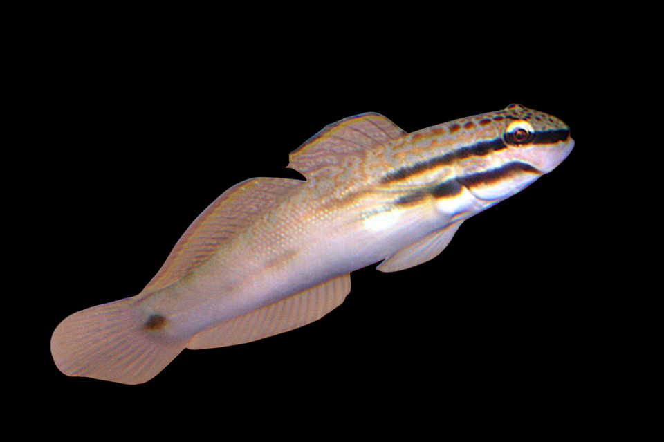 Byno Goby