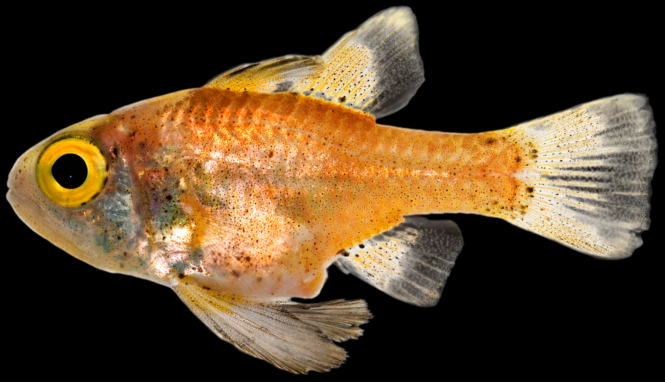 Conch Cardinalfish