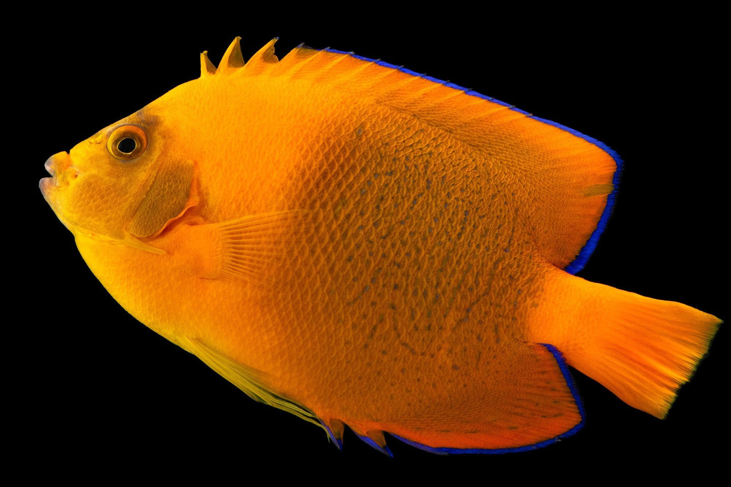 CB Clarion Angelfish