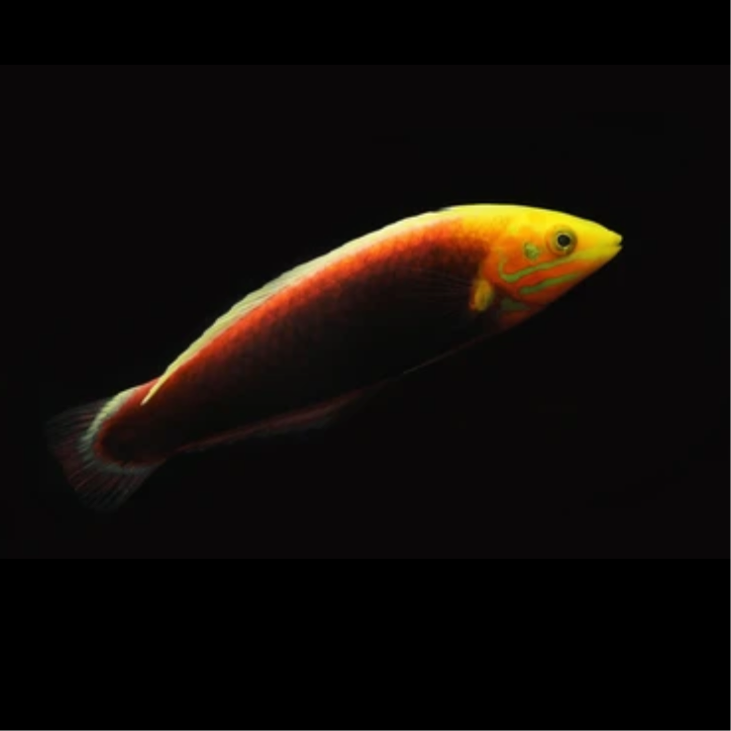 Radiant Wrasse