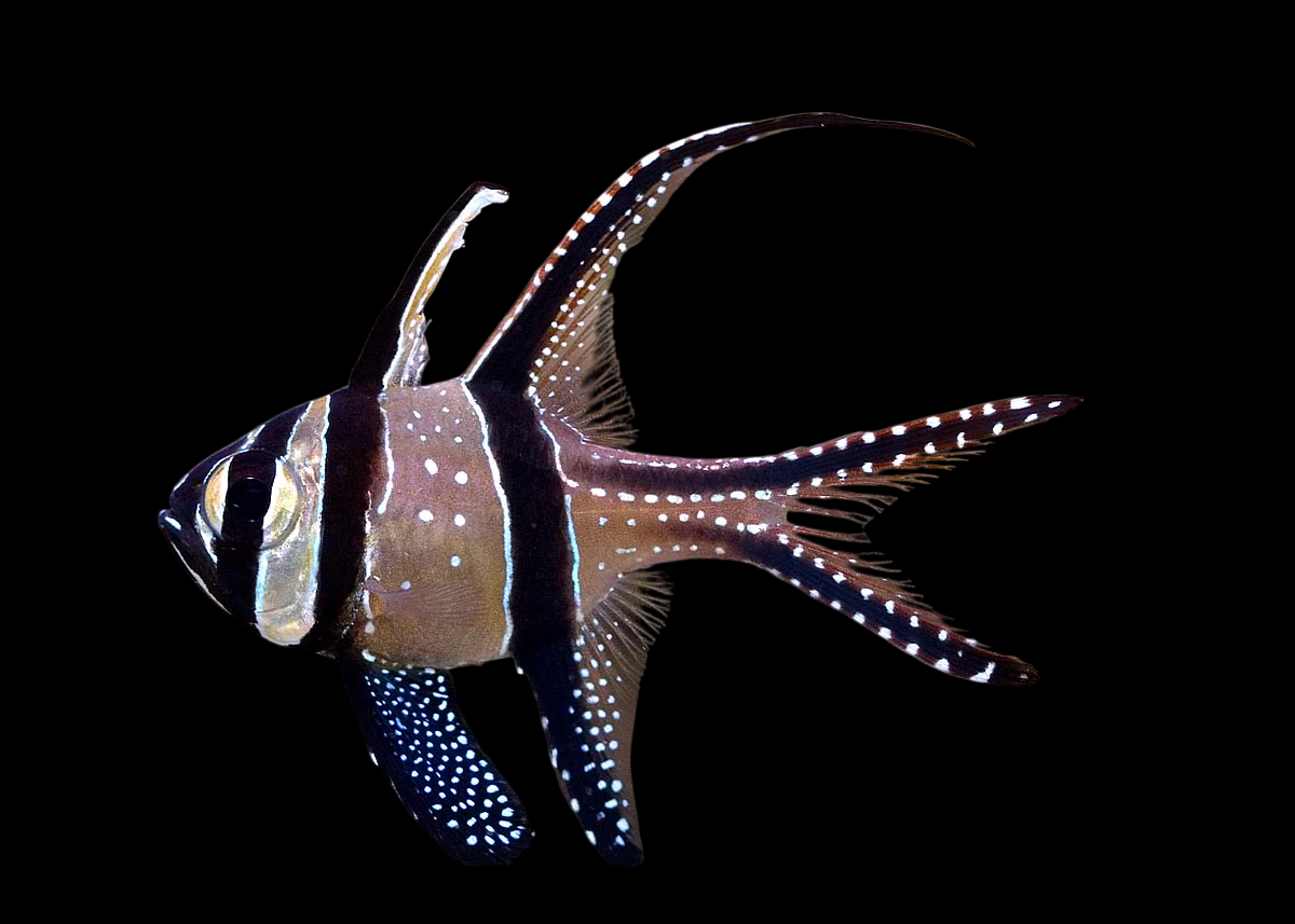 Banggai Cardinalfish