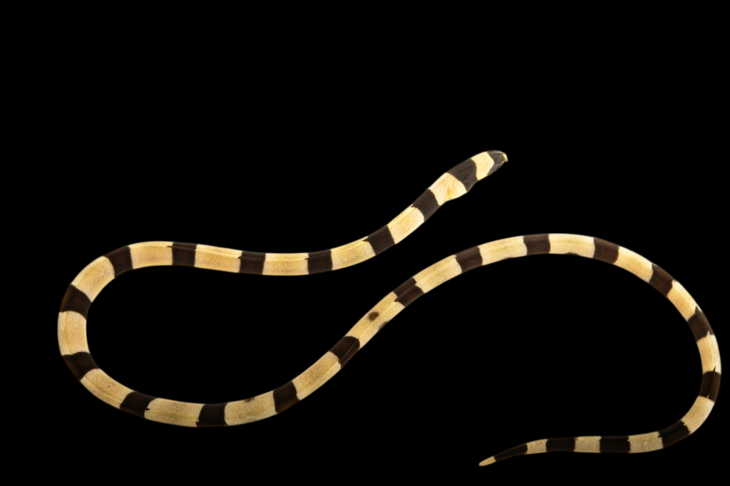 Banded Snake Eel
