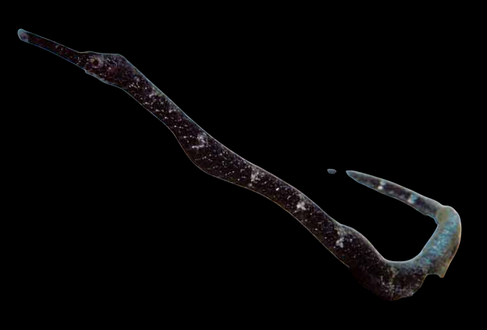 Double Ended Pipefish