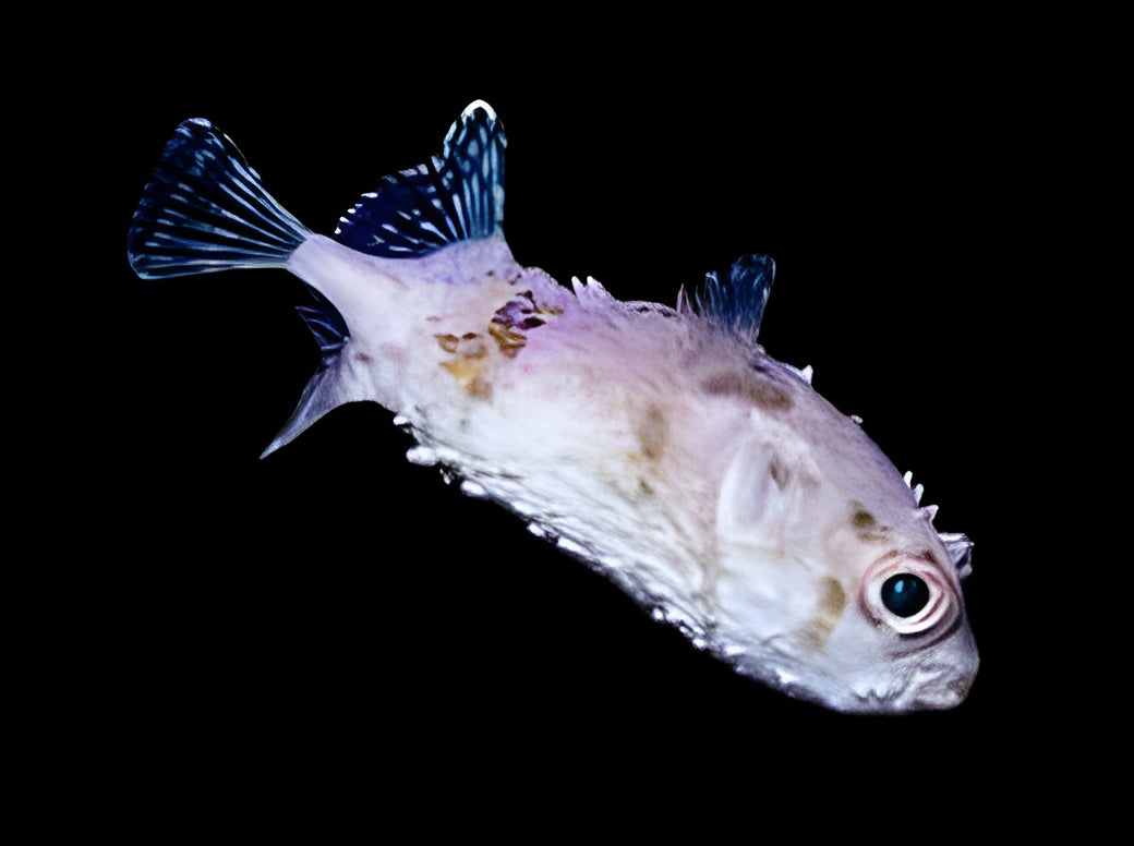 Bicolor Toby Pufferfish