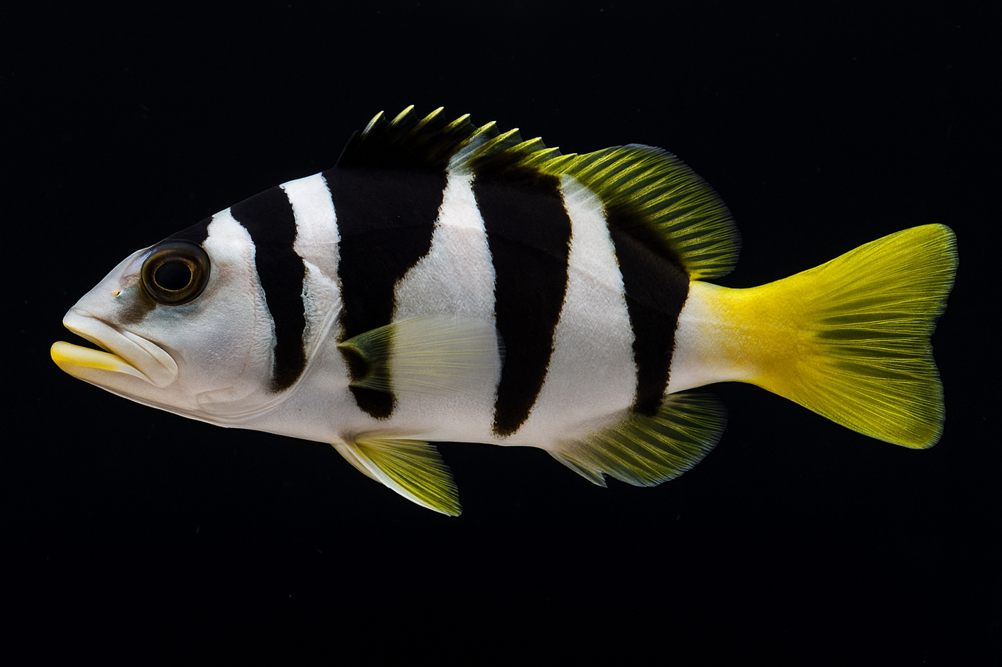 Black Saddle Grouper