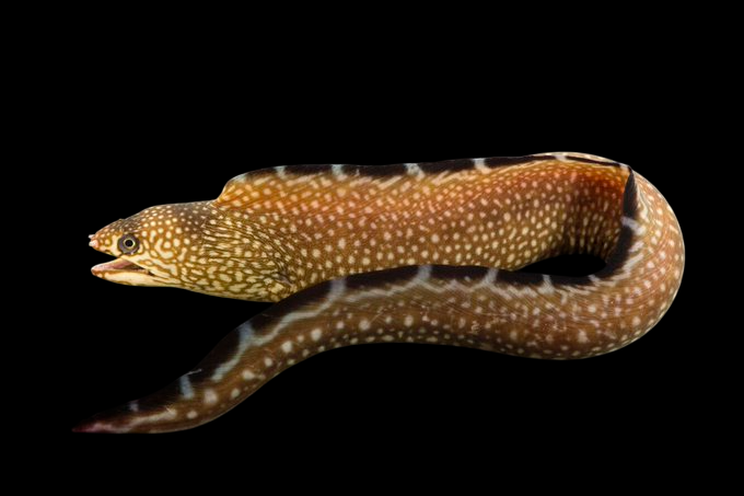 Blackedge Moray Eel