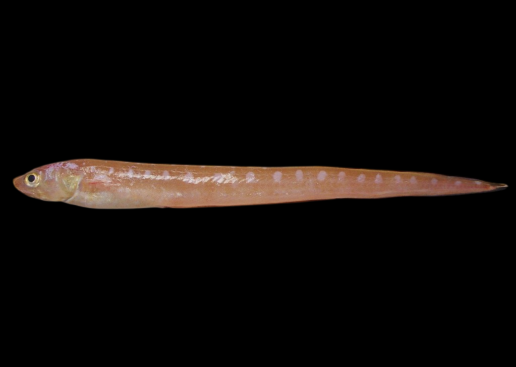 Blackrim Cusk Eel