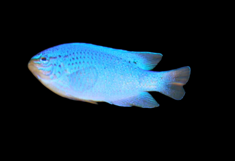 Phoenix Devil Damselfish