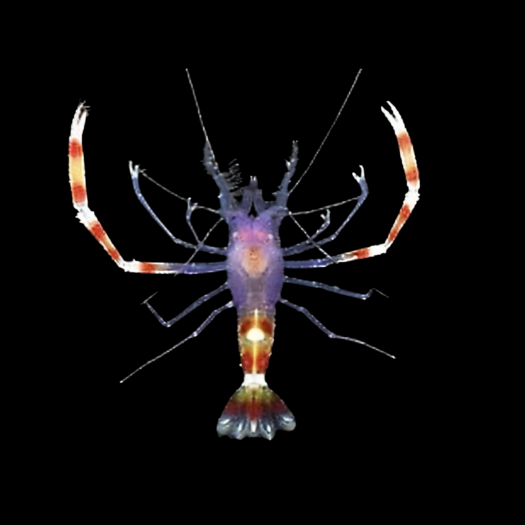 Blue Coral Banded Shrimp
