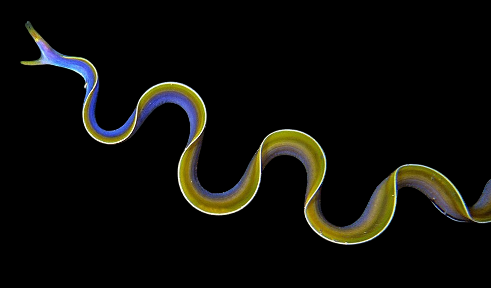 Blue Ribbon Eel