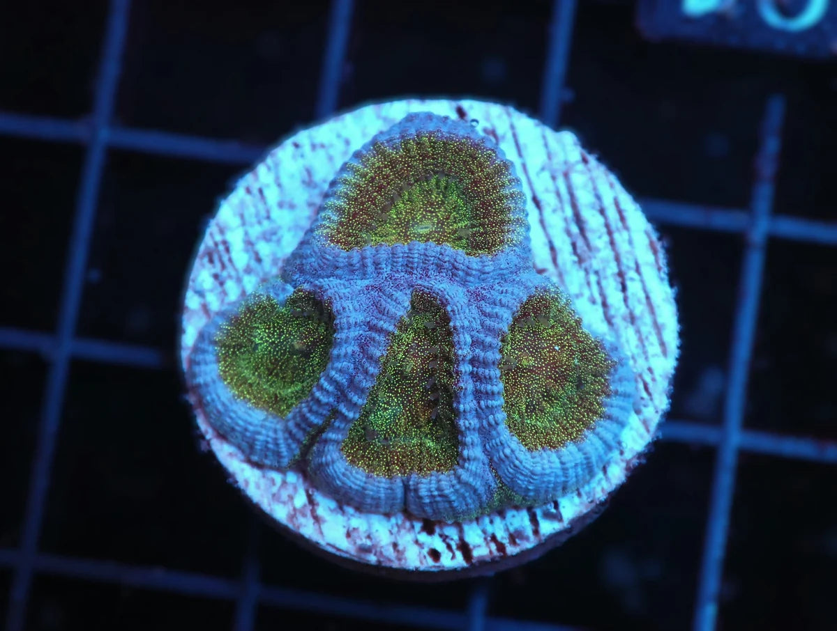 Blue Favia sp.